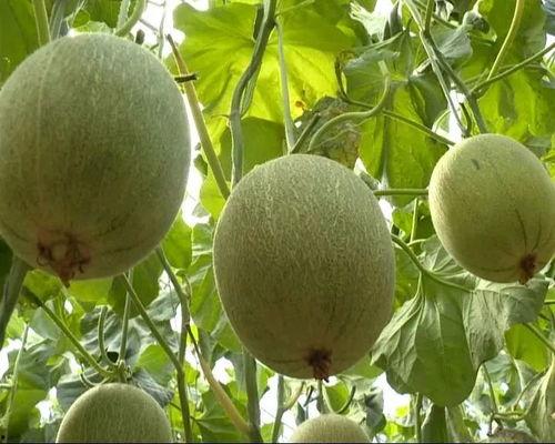 免费高质量吃瓜,揭秘高质量吃瓜盛宴！  第1张